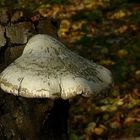 The Fungi world (108) : Birch polypore