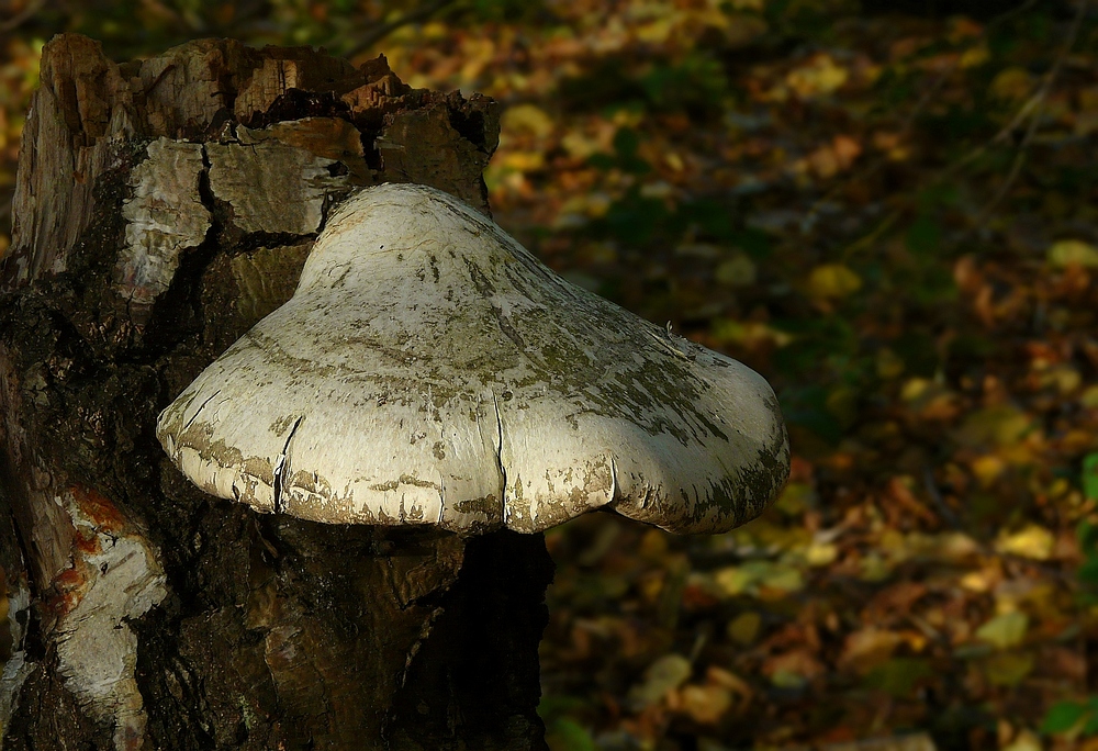 The Fungi world (108) : Birch polypore