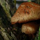 The Fungi world (109) : Vinaceous Fibrecap