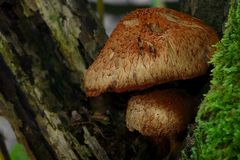 The Fungi world (109) : Vinaceous Fibrecap