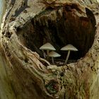 The Fungi World (11) : White Milking Bonnet