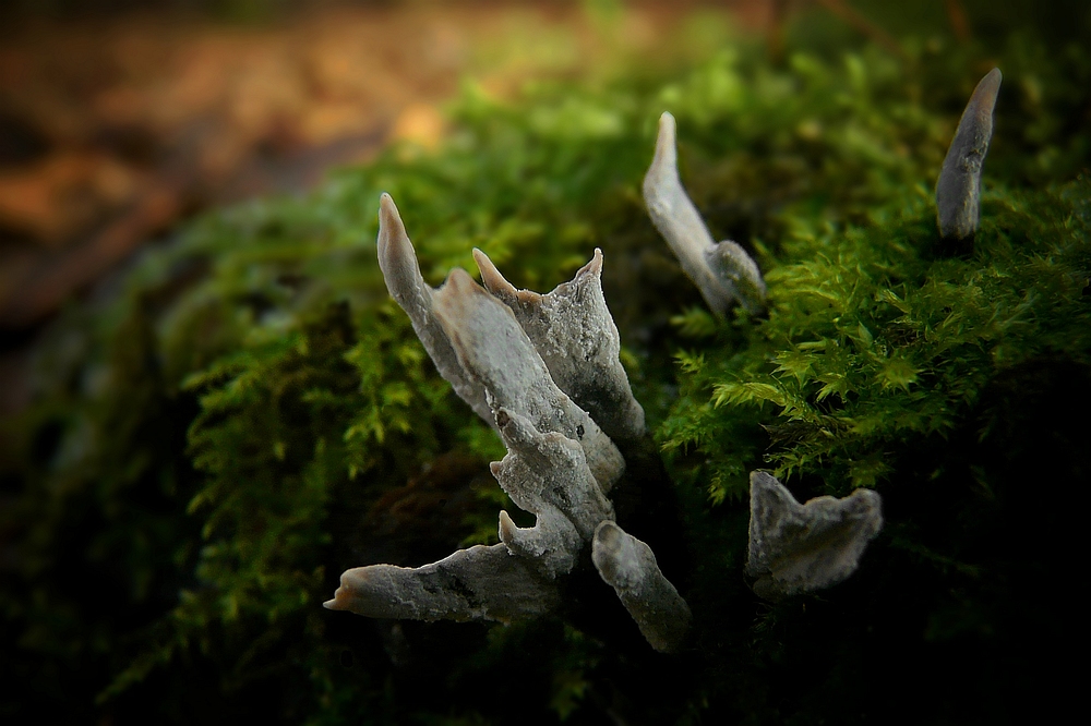 The Fungi world (110) : Candlesnuff fungus