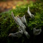 The Fungi world (110) : Candlesnuff fungus