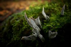 The Fungi world (110) : Candlesnuff fungus