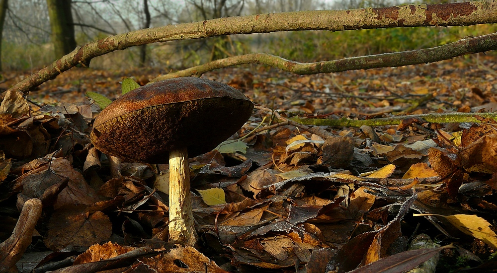 The Fungi world (111) : Birch Bolete