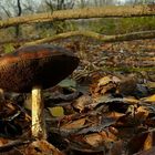 The Fungi world (111) : Birch Bolete