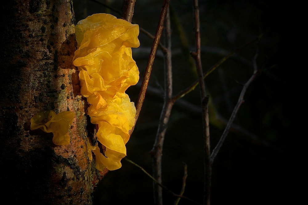 The Fungi world (112) : Yellow Brain fungus