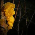 The Fungi world (112) : Yellow Brain fungus