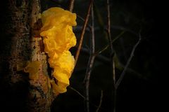 The Fungi world (112) : Yellow Brain fungus