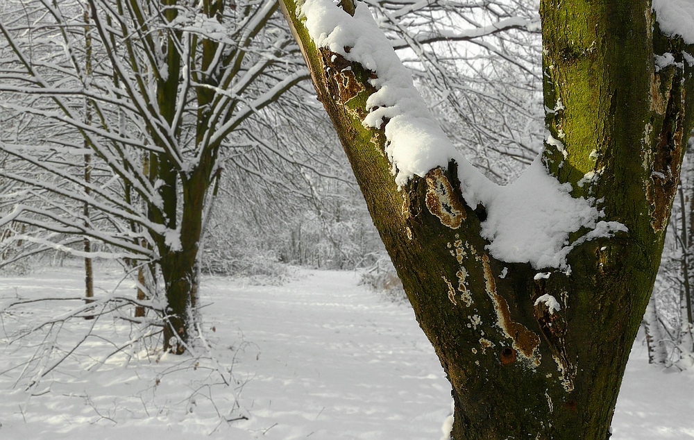 The Fungi world (113) : Wild Dry Rot