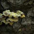 The Fungi World (115) : Hairy Curtain Crust