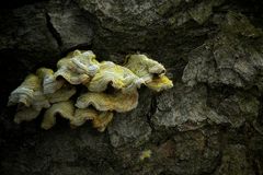 The Fungi World (115) : Hairy Curtain Crust