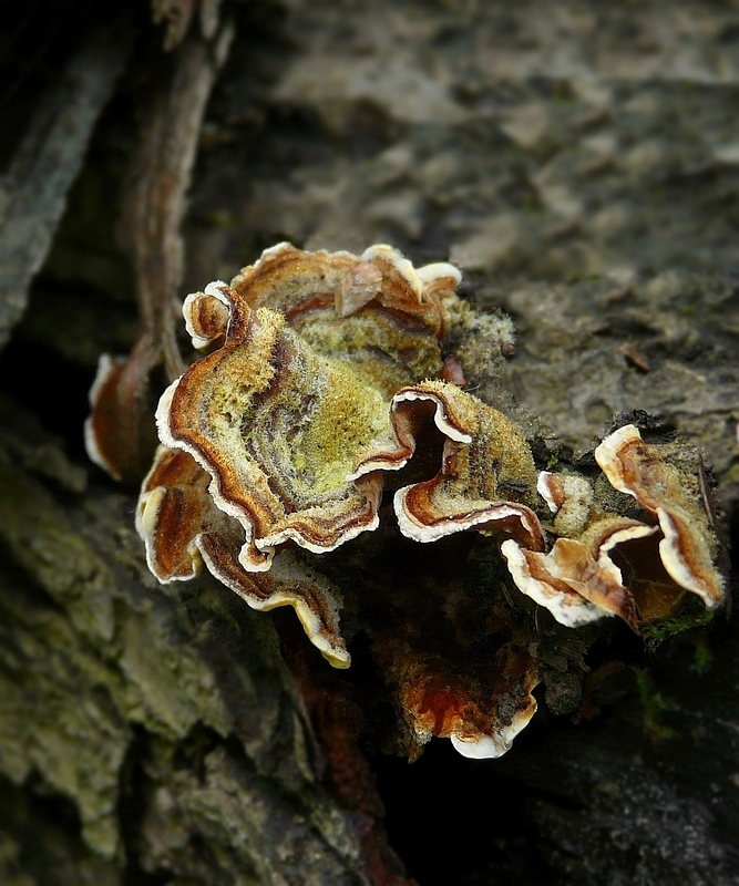 The Fungi World (116) : Bleeding Conifer Crust