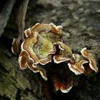 The Fungi World (116) : Bleeding Conifer Crust