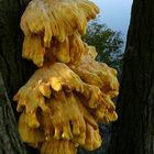 The Fungi World (117) : Chicken of the Woods