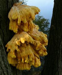 The Fungi World (117) : Chicken of the Woods