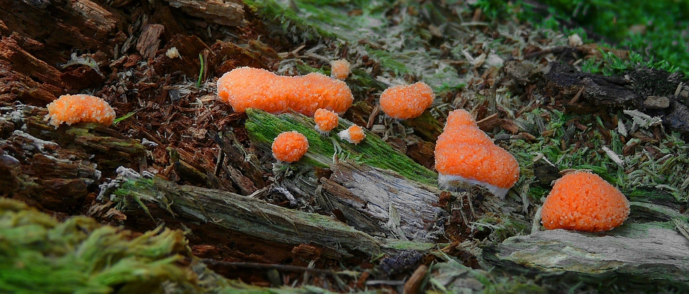 The Fungi World (118) : Tubifera ferruginosa