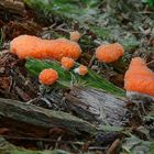 The Fungi World (118) : Tubifera ferruginosa