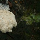 The Fungi World (119) : White Slime Mold