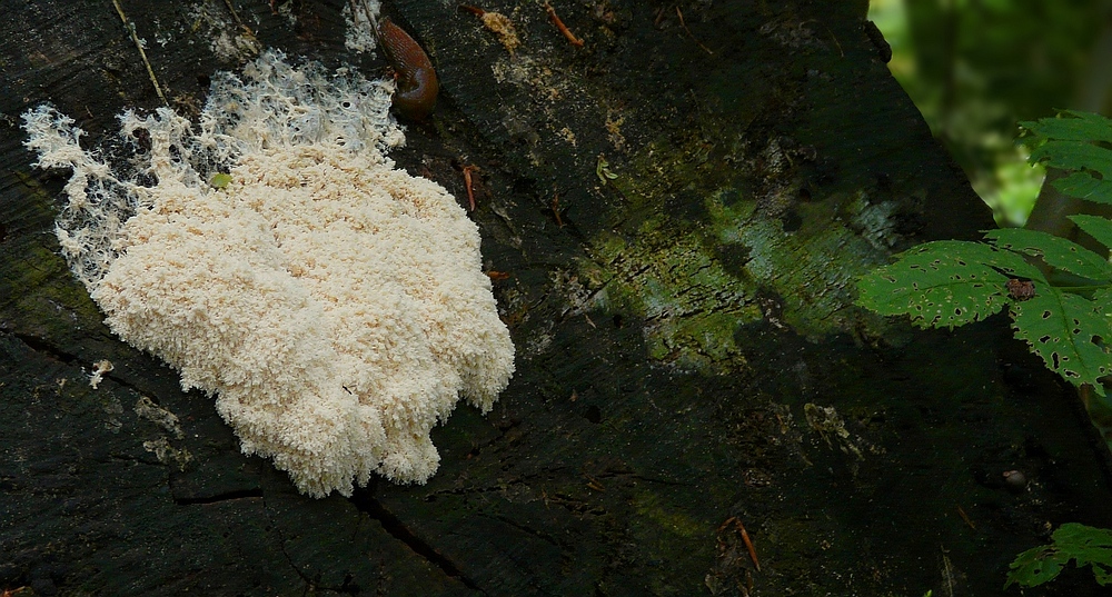 The Fungi World (119) : White Slime Mold photo & image