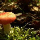 The Fungi world (12) : The Sickener