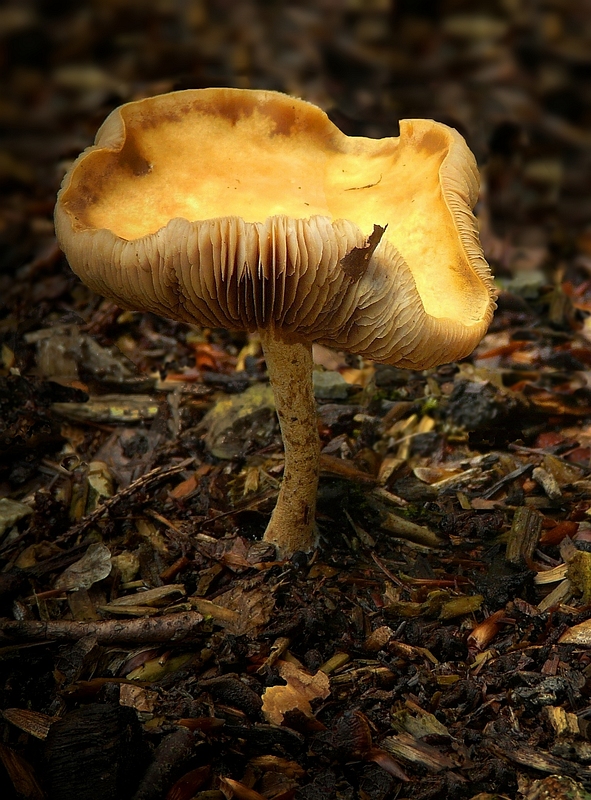 The Fungi World (120) : Scurfy Twiglet