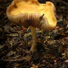 The Fungi World (120) : Scurfy Twiglet