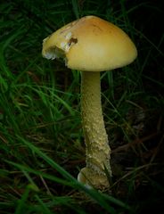 The Fungi World (121) : Saffron Ringless Amanita