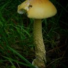 The Fungi World (121) : Saffron Ringless Amanita