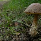The Fungi World (122) : Birch Bolete
