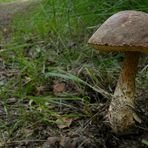 The Fungi World (122) : Birch Bolete