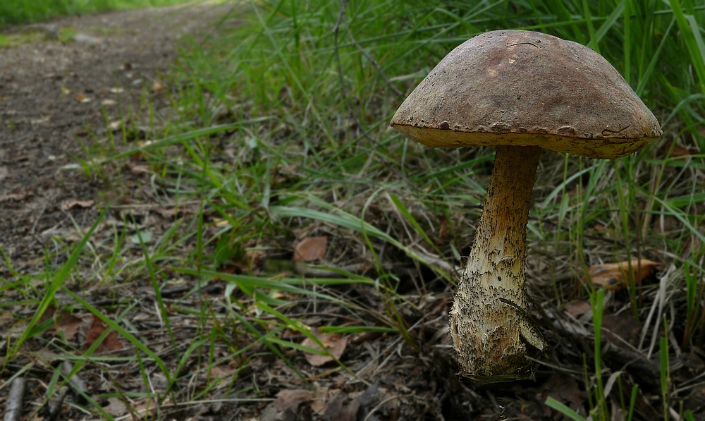 The Fungi World (122) : Birch Bolete