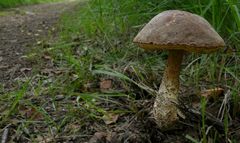 The Fungi World (122) : Birch Bolete