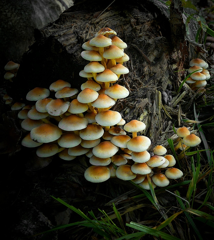 The Fungi World (123) : Sulphur Tuft