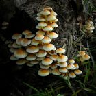 The Fungi World (123) : Sulphur Tuft