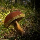 The Fungi World (124) : Pine Bolete
