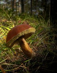 The Fungi World (124) : Pine Bolete