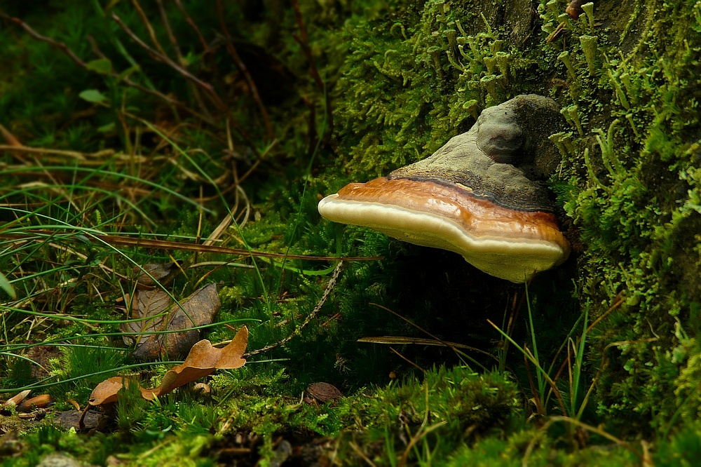 The Fungi World (125) : Red Banded Polypore