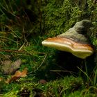 The Fungi World (125) : Red Banded Polypore