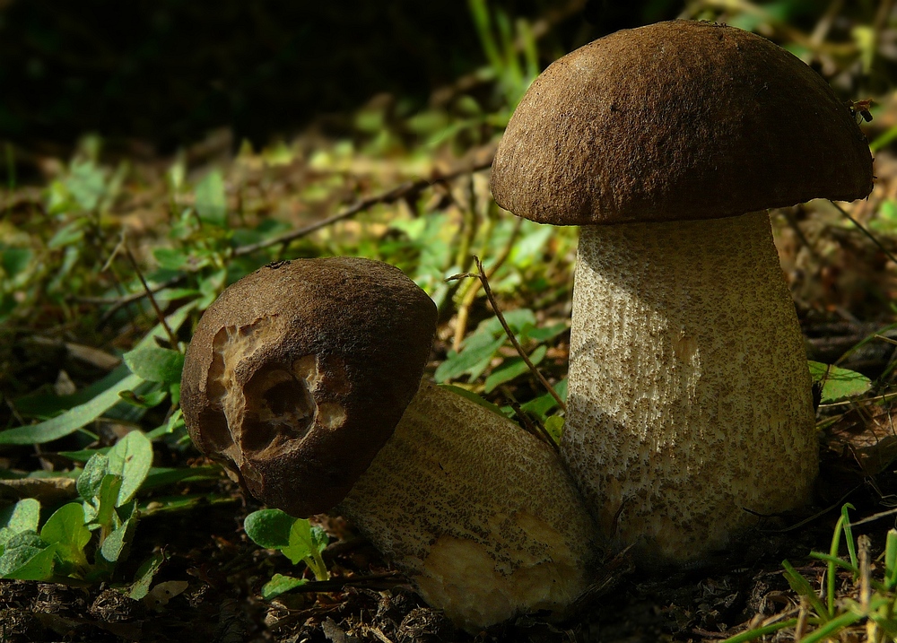 The Fungi World (126) : Black Birch Bolete