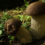 The Fungi World (126) : Black Birch Bolete