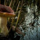 The Fungi World (127) : Russula turci