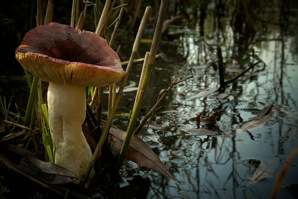 The Fungi World (127) : Russula turci