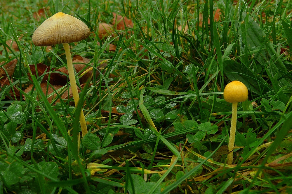 The Fungi World (128) : Yellow Fieldcap