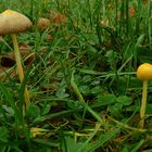 The Fungi World (128) : Yellow Fieldcap