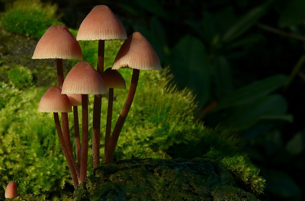 The Fungi World (129) : Burgundydrop Bonnet
