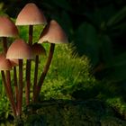 The Fungi World (129) : Burgundydrop Bonnet