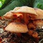 The Fungi world (13) : Brick cap