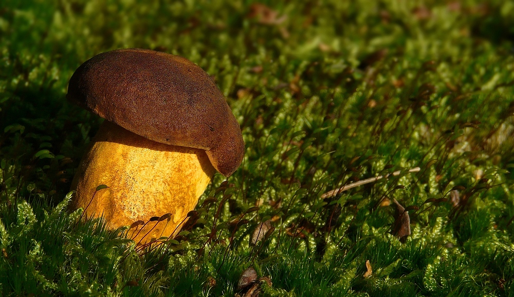 The Fungi World (130) : Butter Bolete