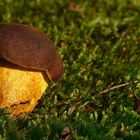 The Fungi World (130) : Butter Bolete